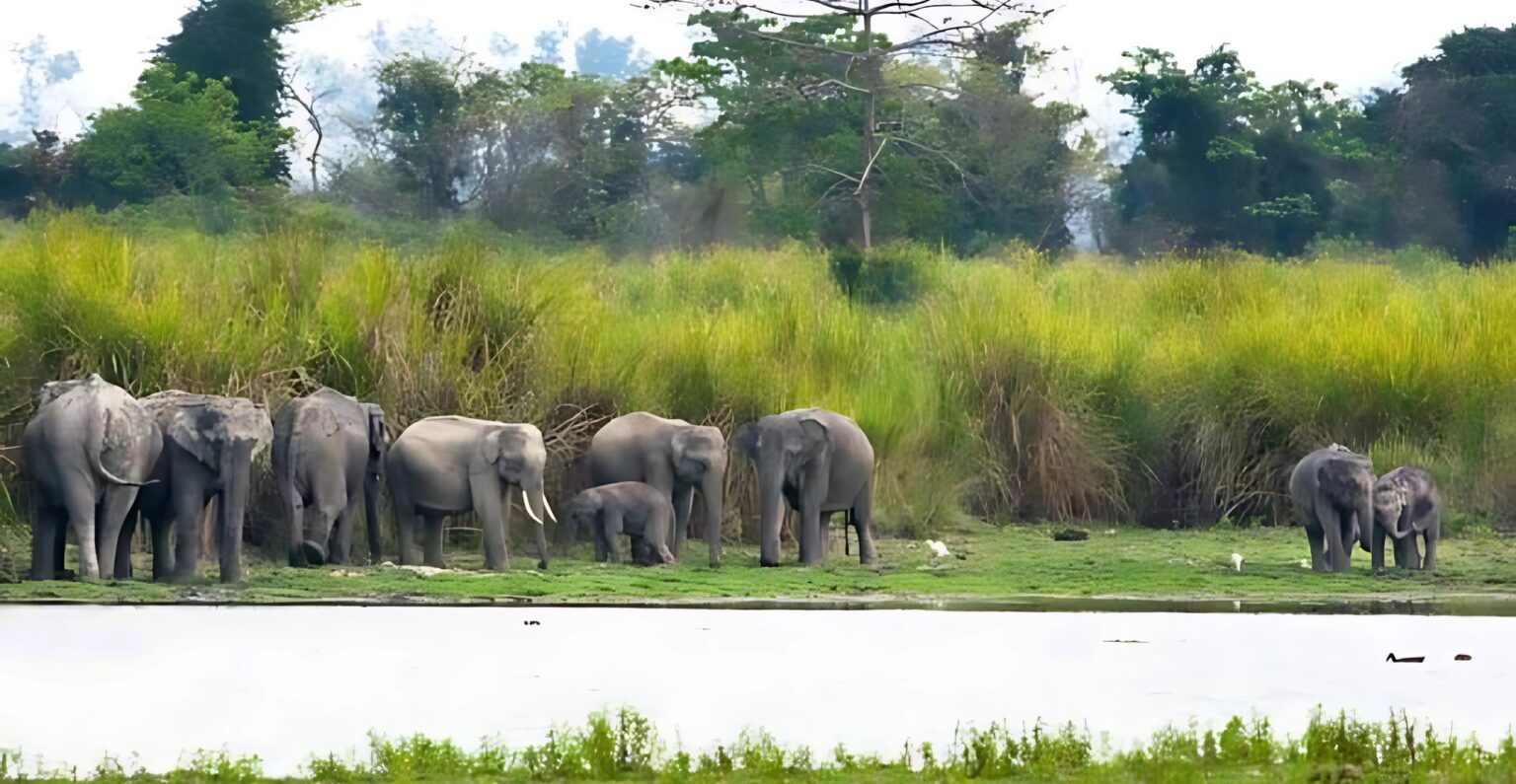 Kaziranga