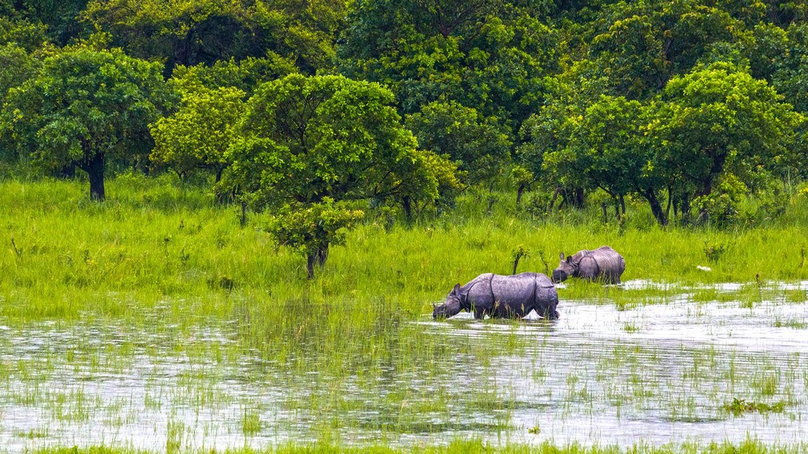 Kaziranga