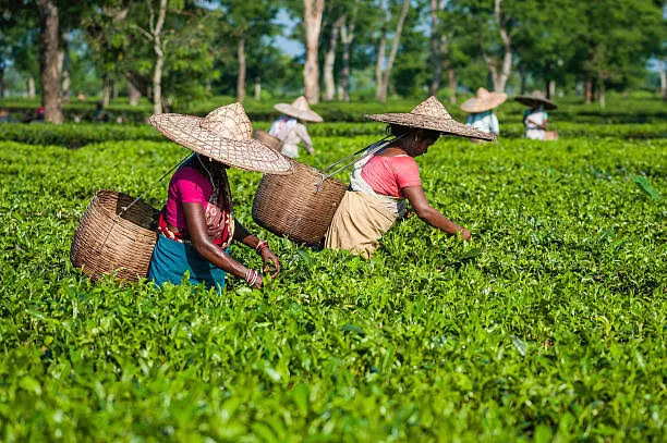 Tea Garden